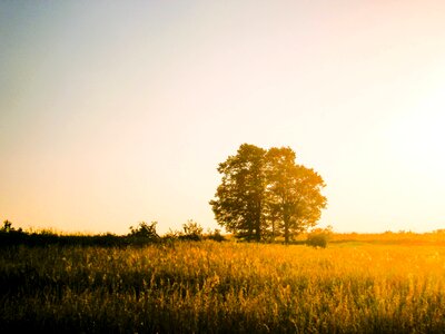 Grass fields