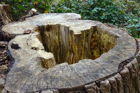 Heart tree wood