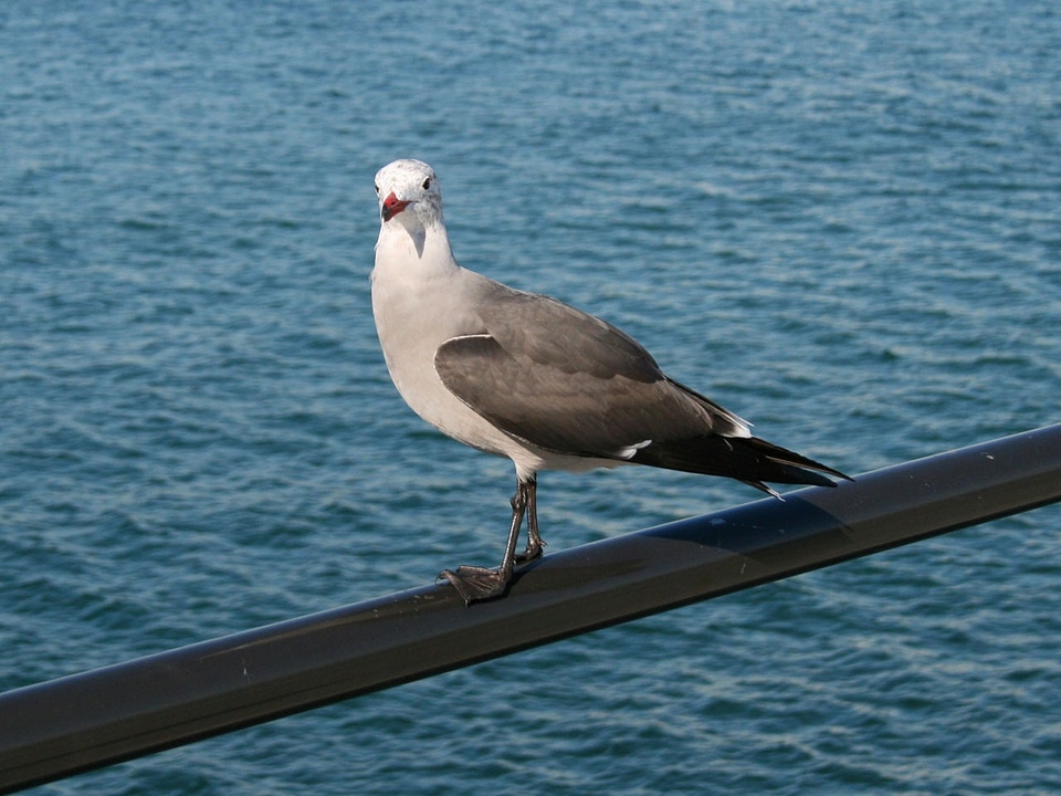 Pier california huntington