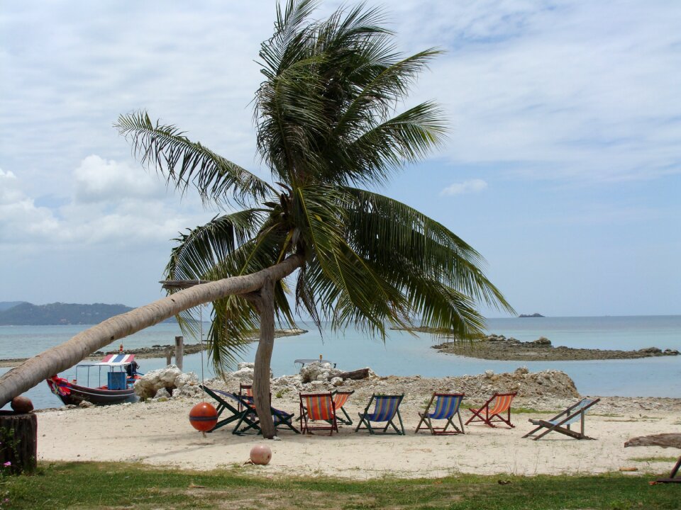 Beach palm trees sea