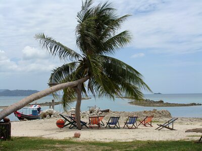 Beach palm trees sea photo
