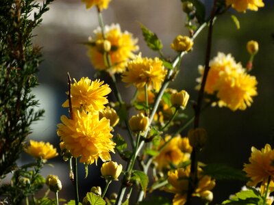 Yellow flowers spring photo