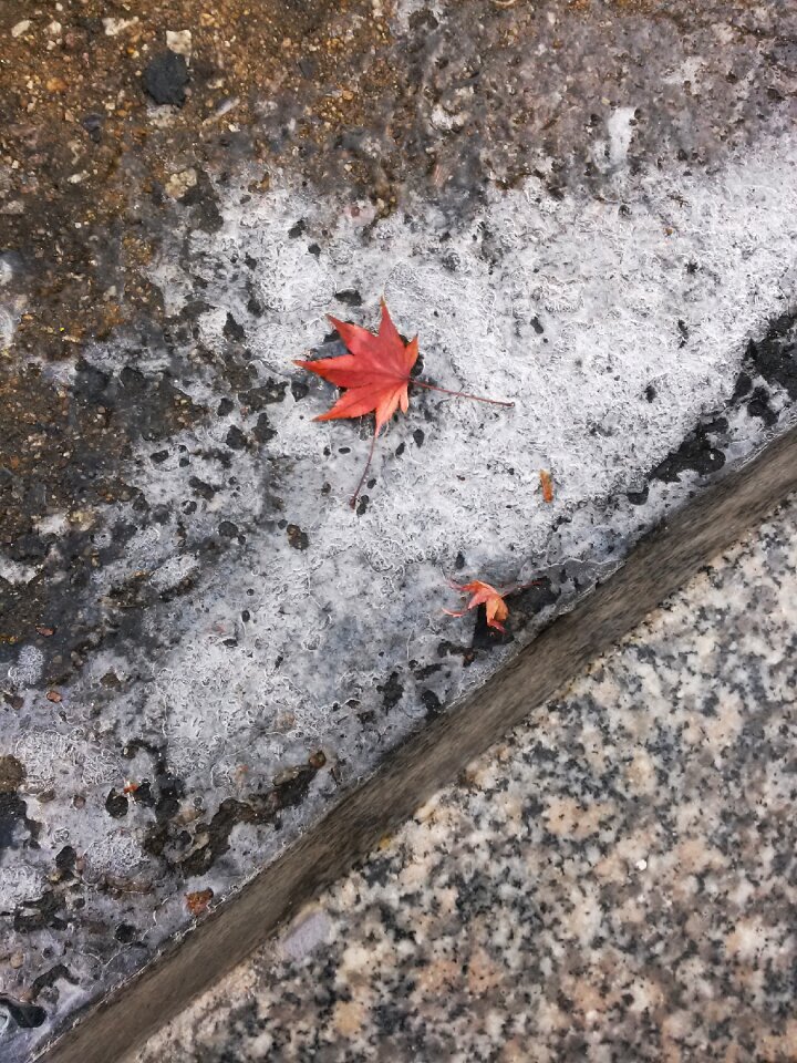 Leaves maple leaf ice