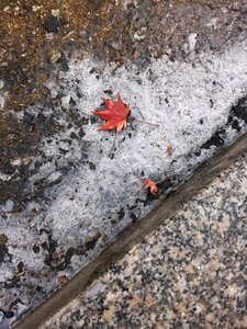 Leaves maple leaf ice