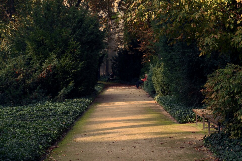 Plants shadowy foliage