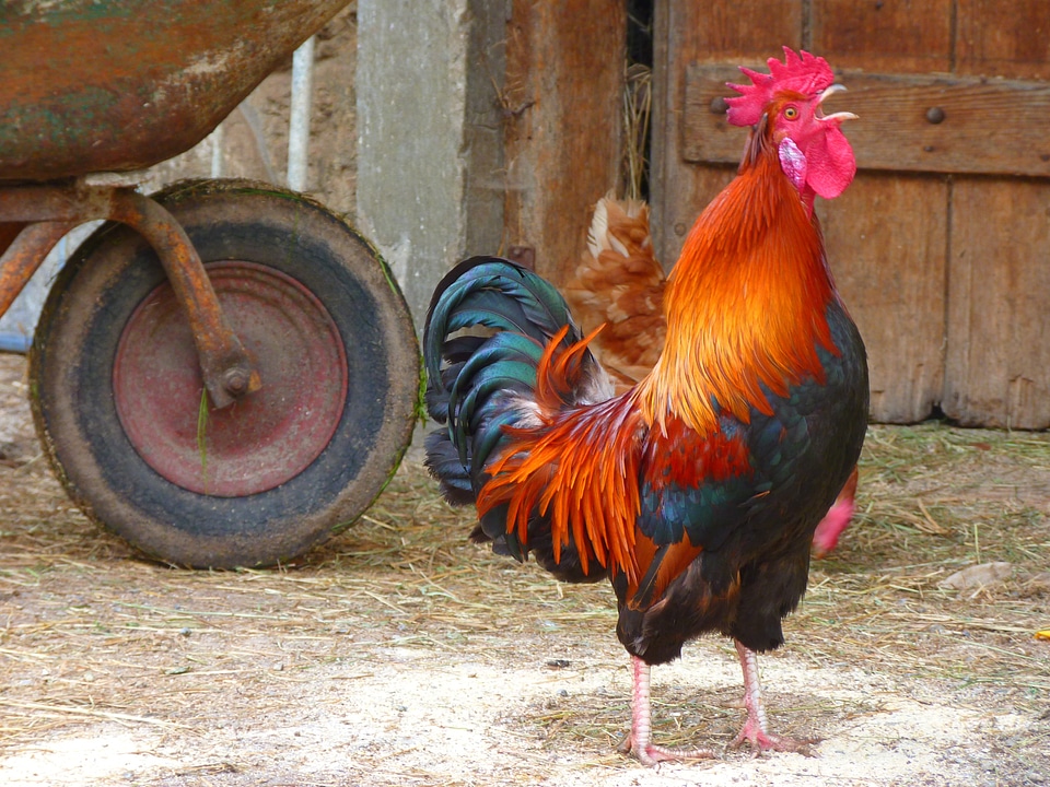 Colorful poultry farm