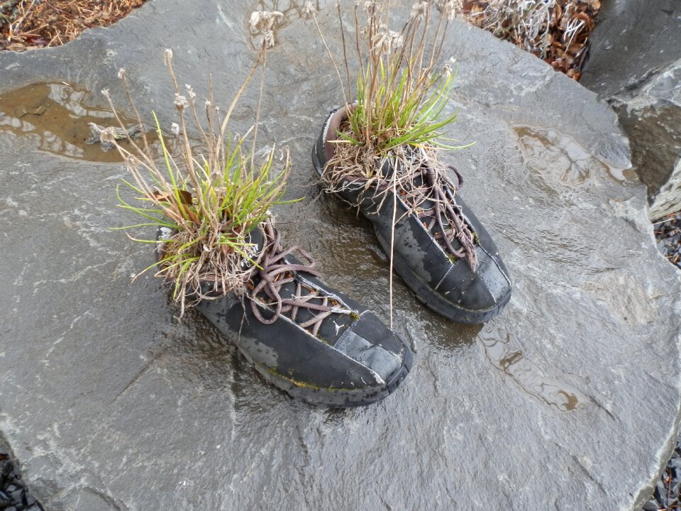 Slippers plants pots