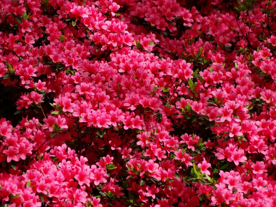 Spring flower plant