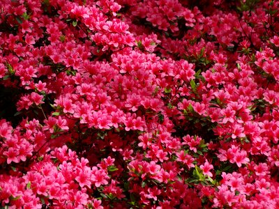 Spring flower plant
