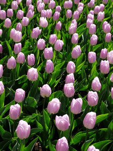 Nature spring purple