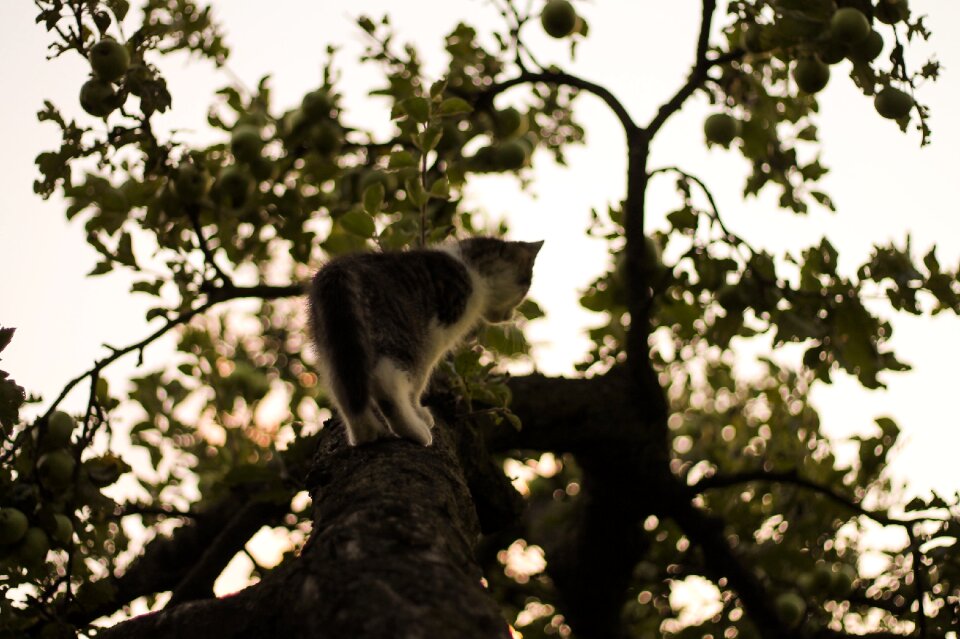 Tree animal