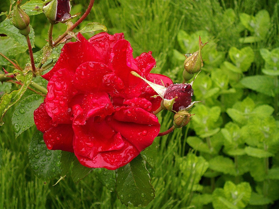 Mother's day flowers