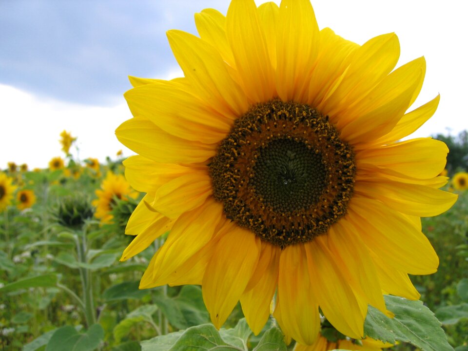 Bloom blooming agriculture