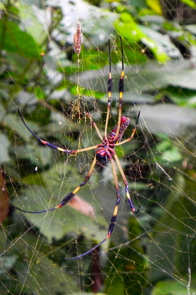 Nature canvas rainforest