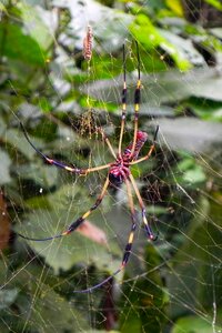 Nature canvas rainforest