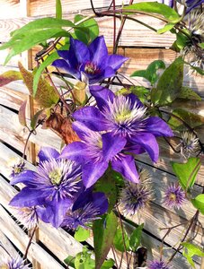 Flowers leaf trellis