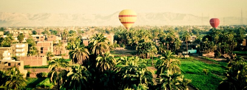 Green trass palm trees