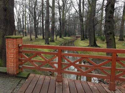 Trees wood wroclaw