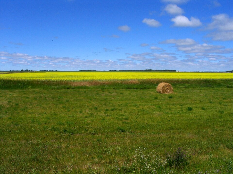 Yellow flowers bale of hay agriculture