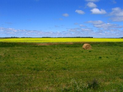 Yellow flowers bale of hay agriculture
