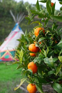 Oranges tipi orange