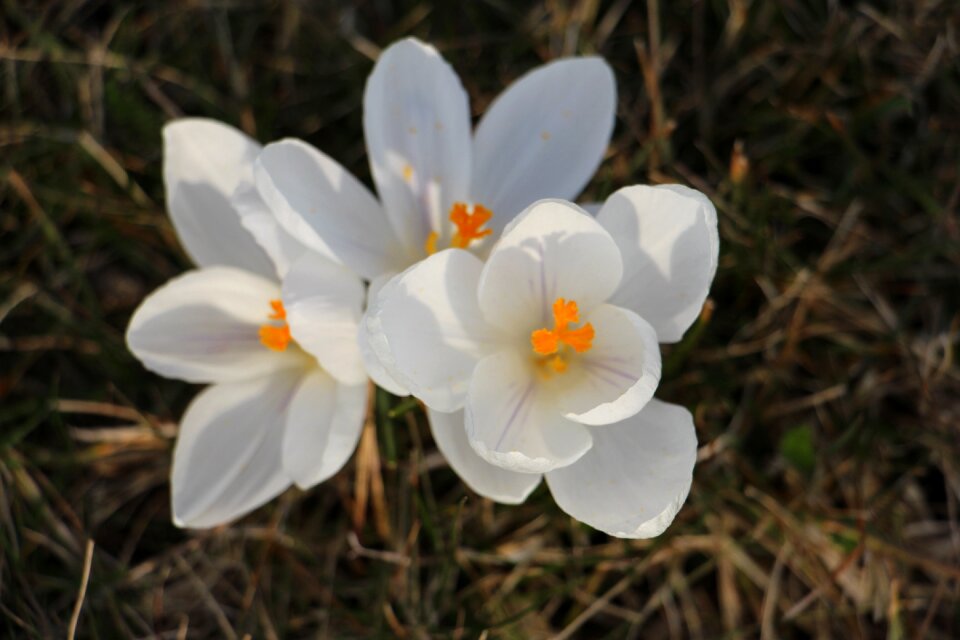 Nature plant flower
