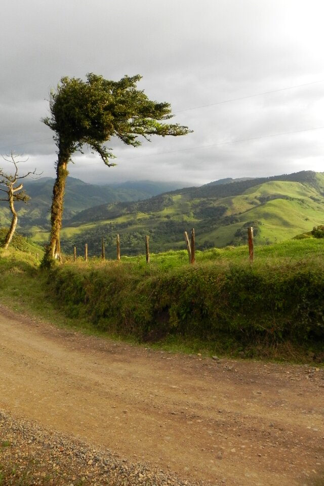 Costa rica mountain vegetation