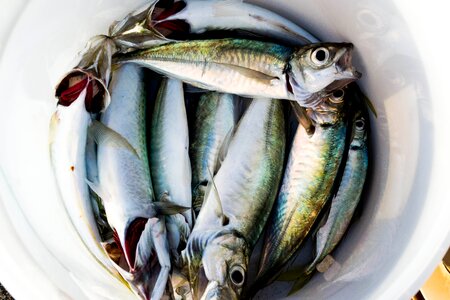 Beach food fishing photo