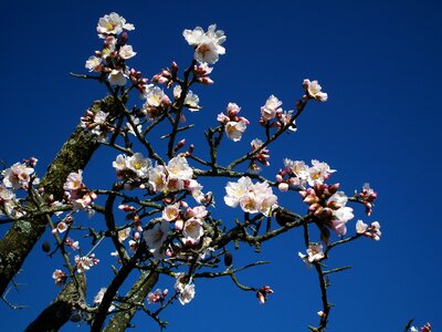 Flower almond flowers almond tree photo