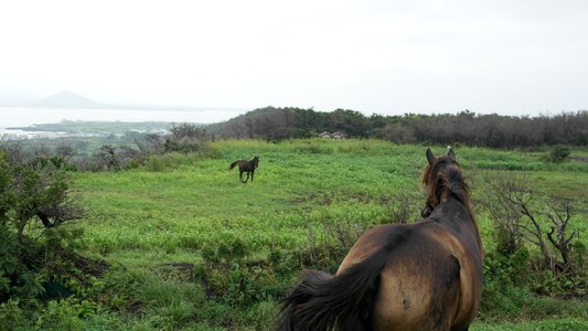 Horse jeju island island