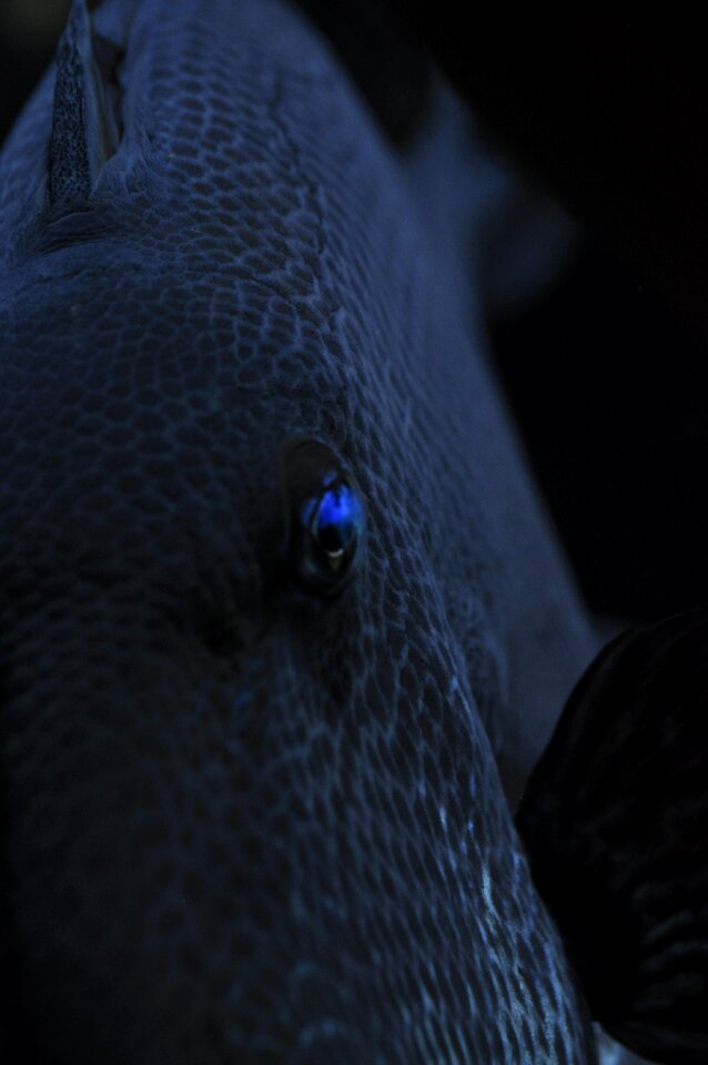 Meeresbewohner water creature close up