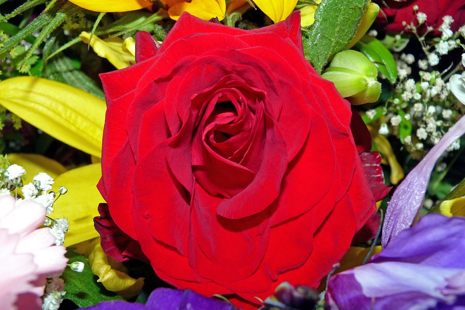Rose flower red roses
