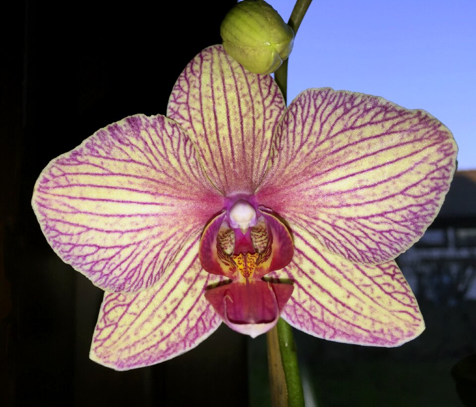 Flower orchid striped