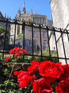 Mont saint michel flowers normandy