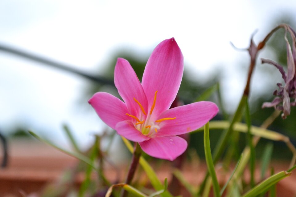 Garden spring plant