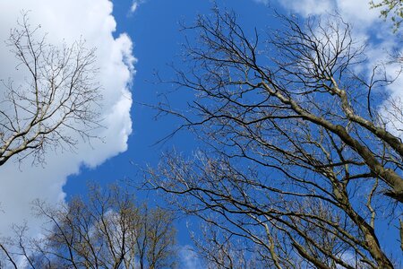 Forest nature clouds photo