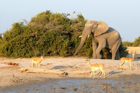 Savuti botswana water hole