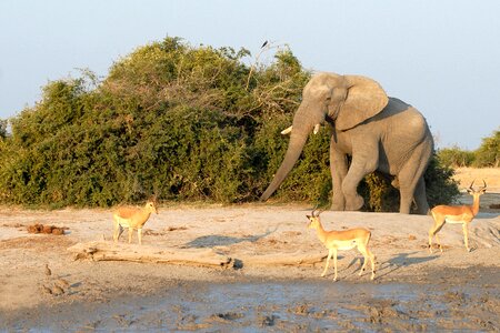 Savuti botswana water hole photo