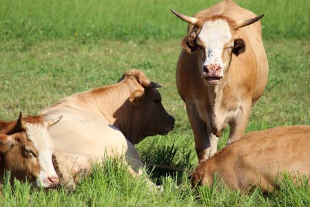 Ruminant cattle livestock photo