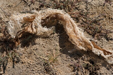 Snake skin structure botswana