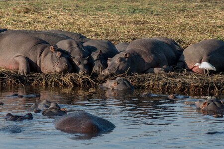 Botswana chobe rest