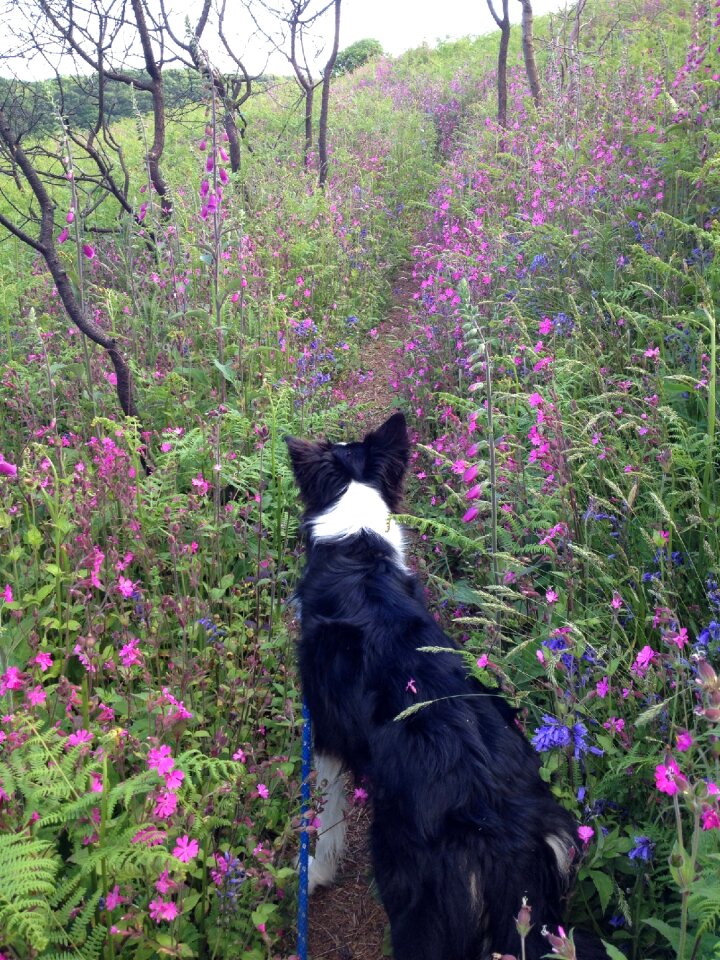 Bluebells collie