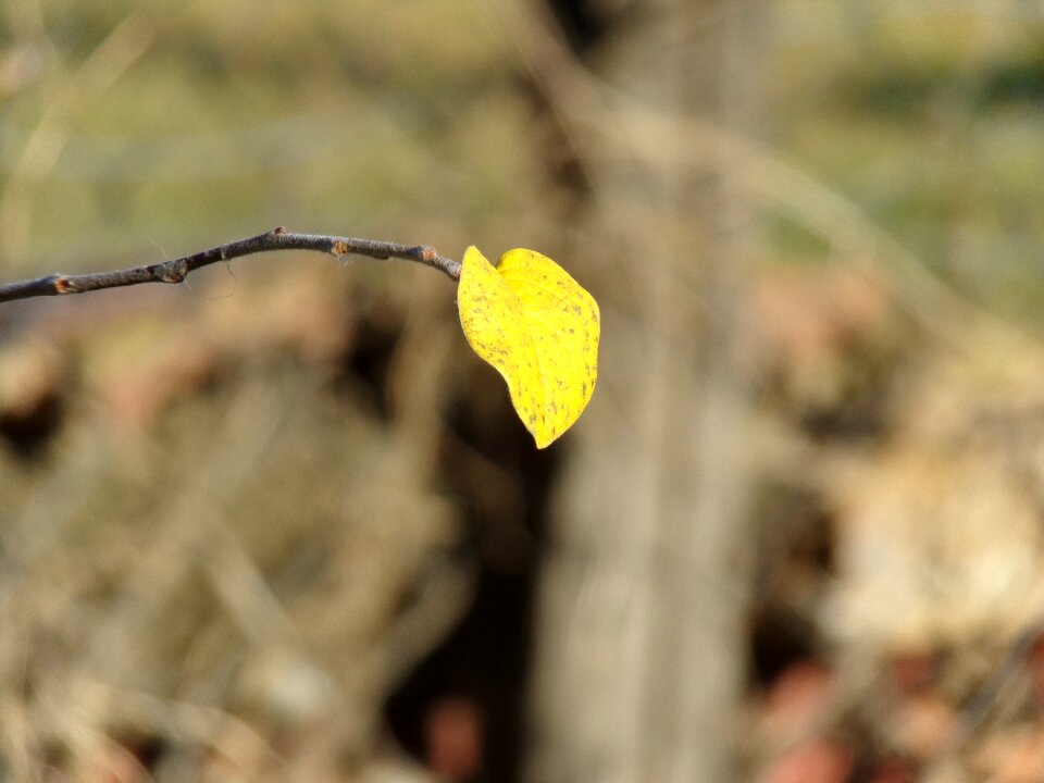 Branches leaf plants quince