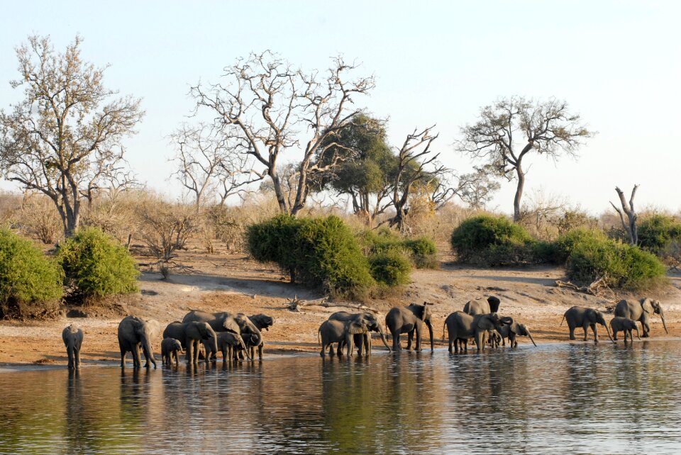 Herd of elephants chobe riverside