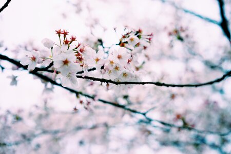 Small fresh spring cherry blossom