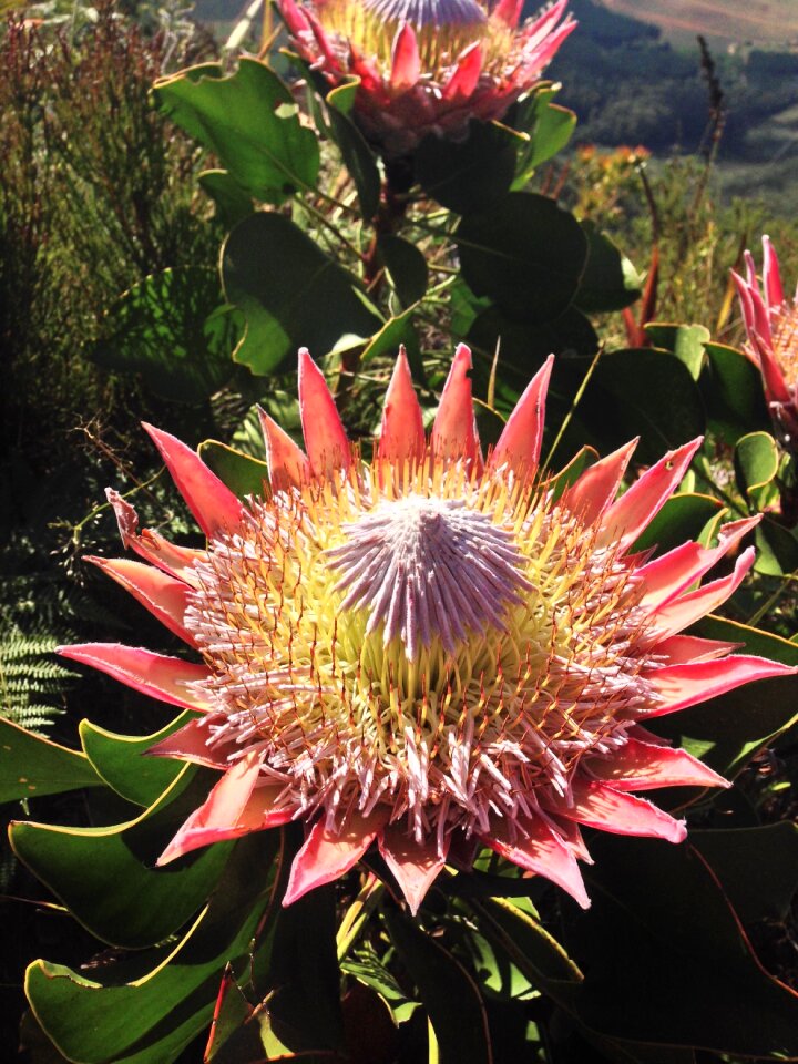 Nature floral exotic
