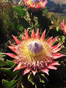 Nature floral exotic