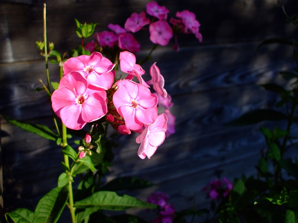 Cluster bunch garden