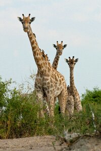 Giraffe botswana curiosity