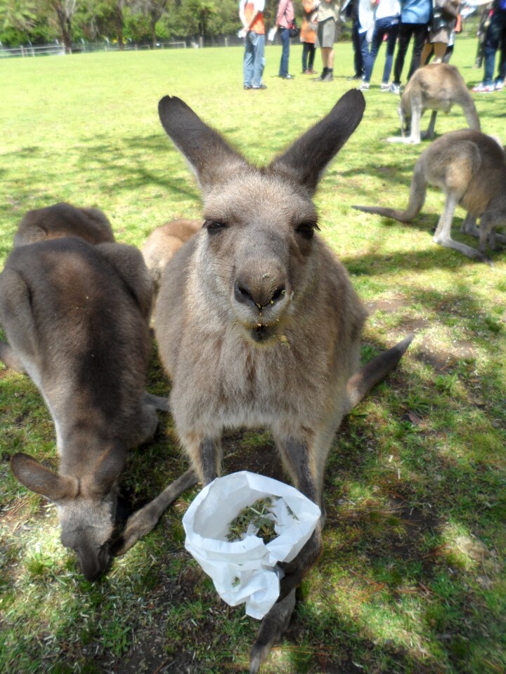 Cute animals zoo funny